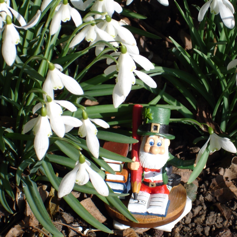 Plant image Galanthus 'Mrs Thompson'