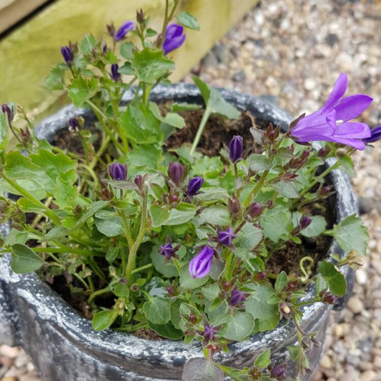 Plant image Campanula poscharskyana 'Stella'