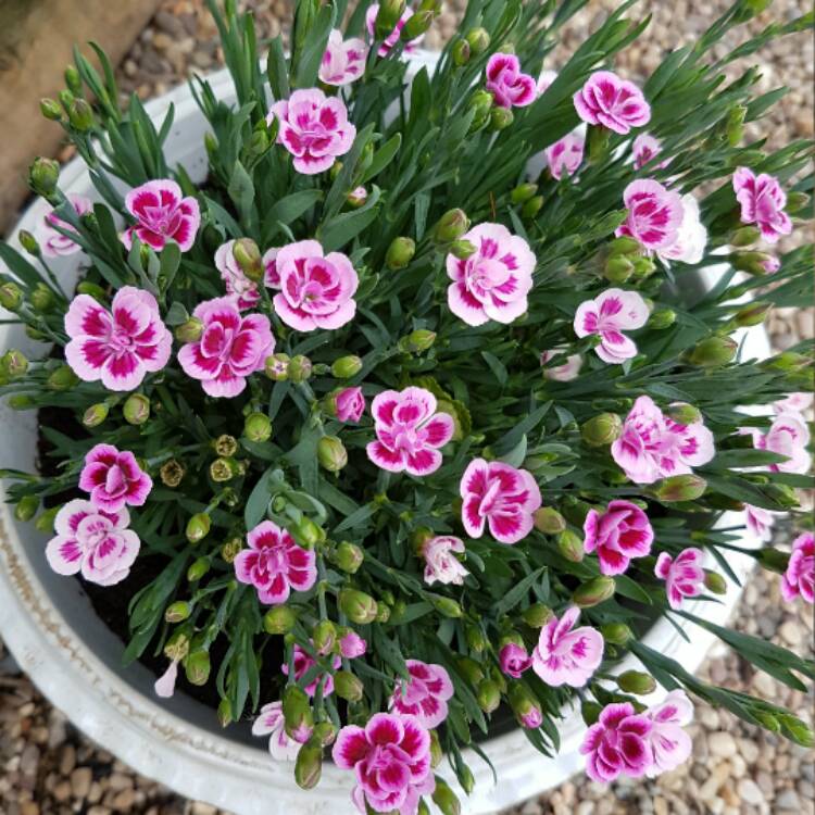 Plant image Dianthus 'Pink Kisses'