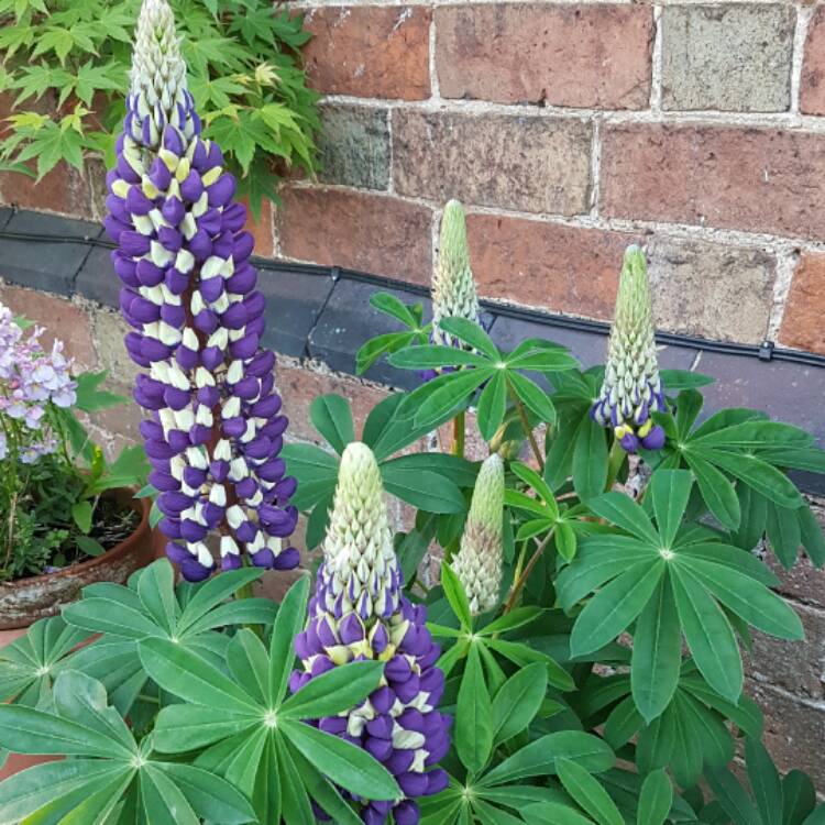 Plant image Lupinus 'Purple Emperor'
