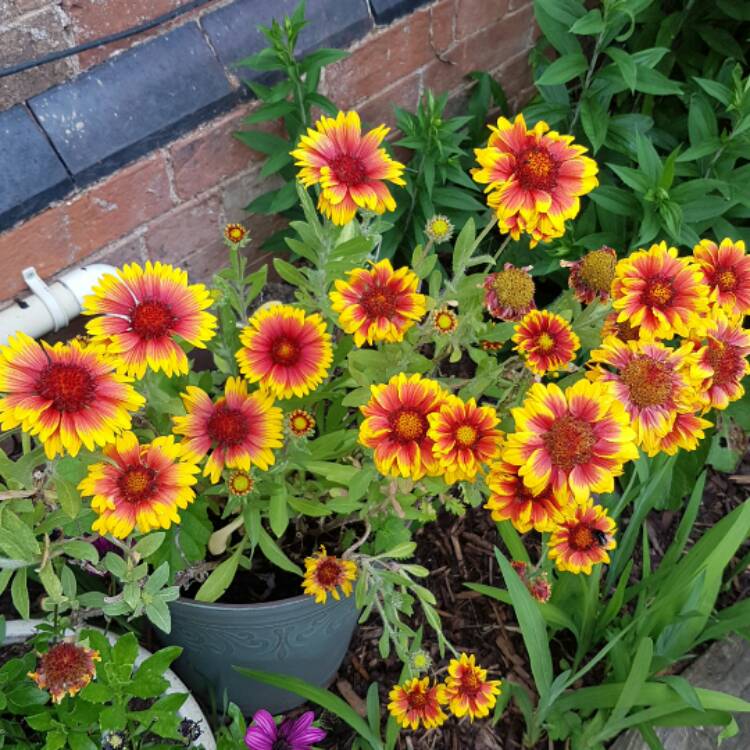 Plant image Gaillardia x grandiflora 'Arizona Sun' syn. Gaillardia 'Arizona Sun'