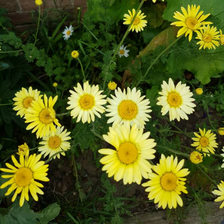 Plant image Cota tinctoria 'E.C. Buxton syn. Anthemis tinctoria 'E.C. Buxton', Anthemis tinctoria 'Buxton's Variety', Anthemis tinctoria 'Mrs Buxton'