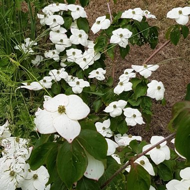 Cornus