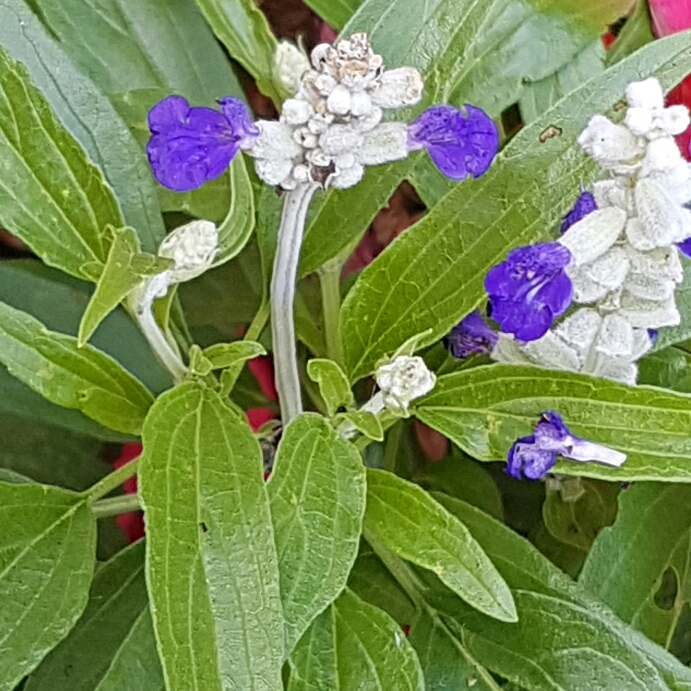 Plant image Salvia farinacea 'Strata'