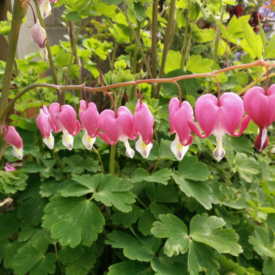 Bleeding Heart 'Valentine'
