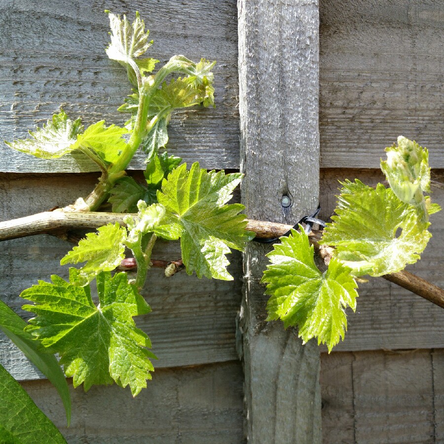 Grape Vine 'Black Hamburg'