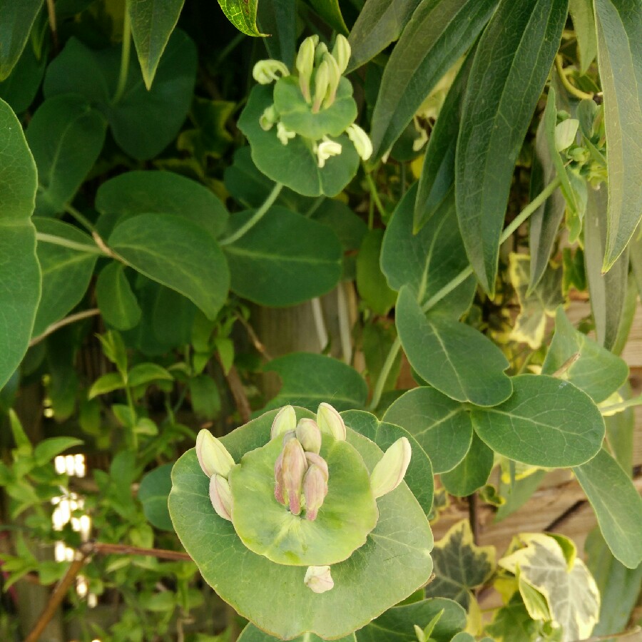 Plant image Lonicera caprifolium 'Anna Fletcher'