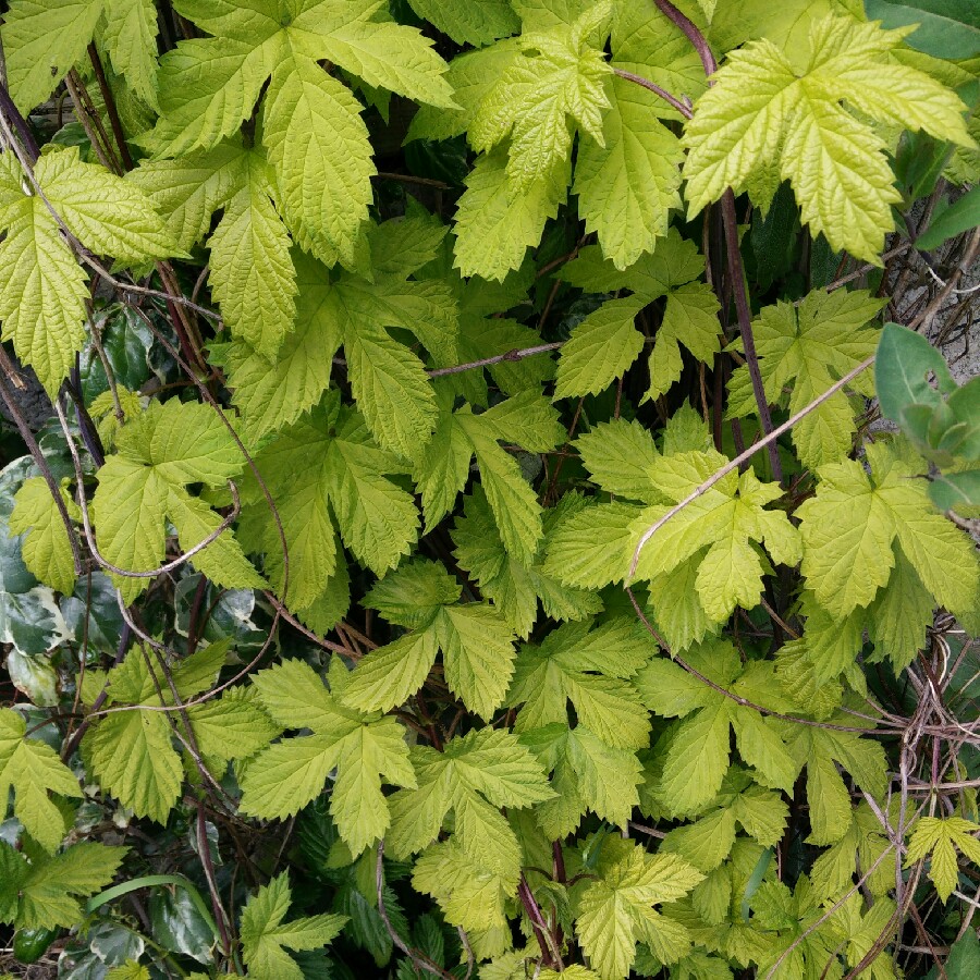 Golden Hop
