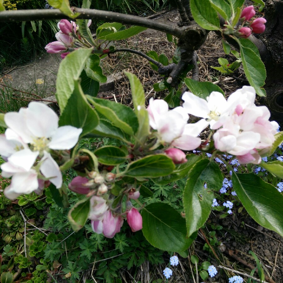 Apple 'Bramley's Seedling'