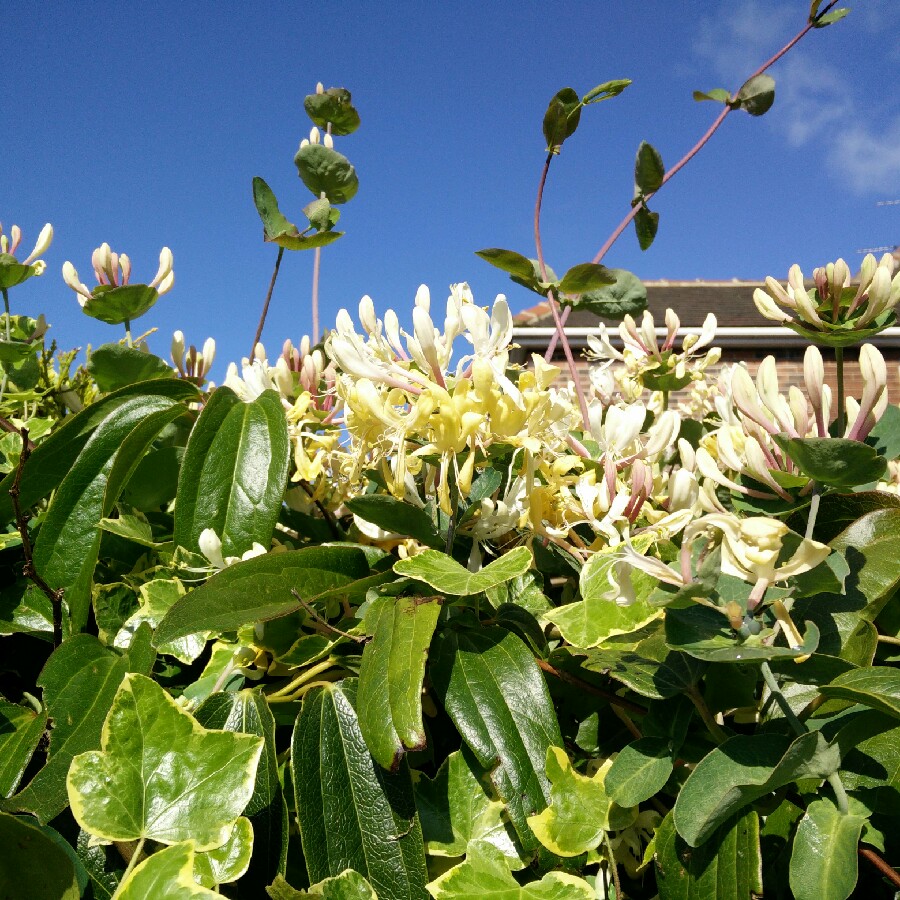 Carolington 's garden