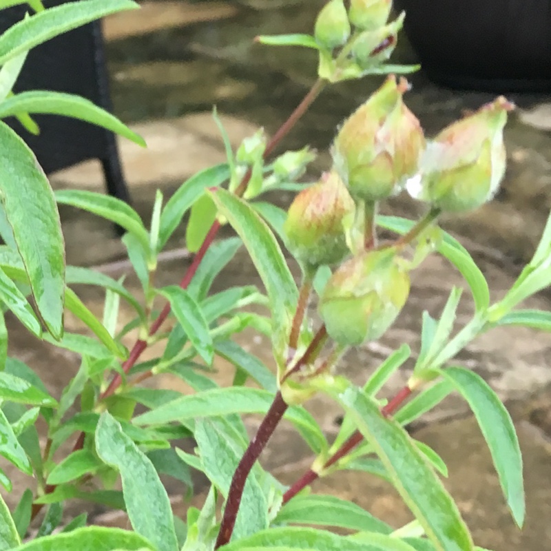 Plant image Cistus x purpureus 'Betty Taudevin'