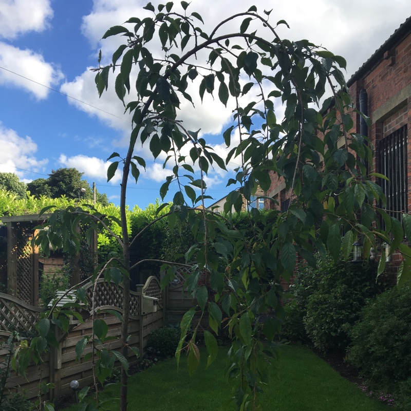 Plant image Prunus Serrulata 'Kiku-Shidare Zakura'