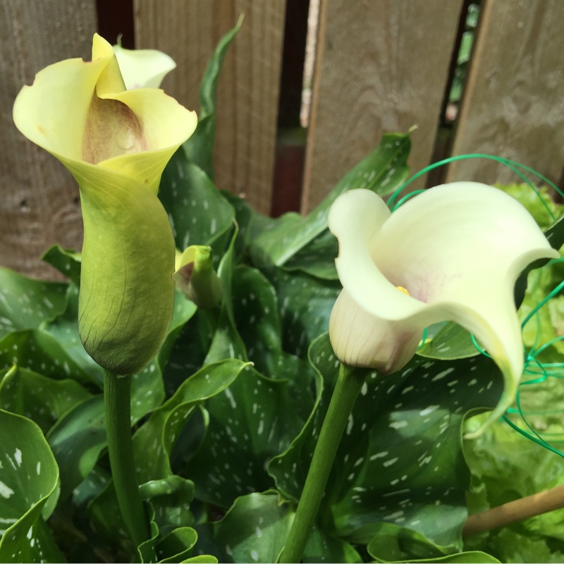 Caroline's garden