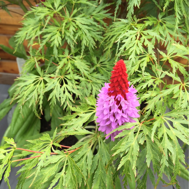 Caroline's garden