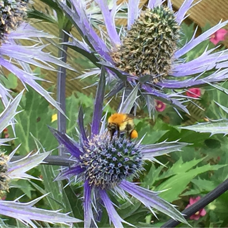 Caroline's garden