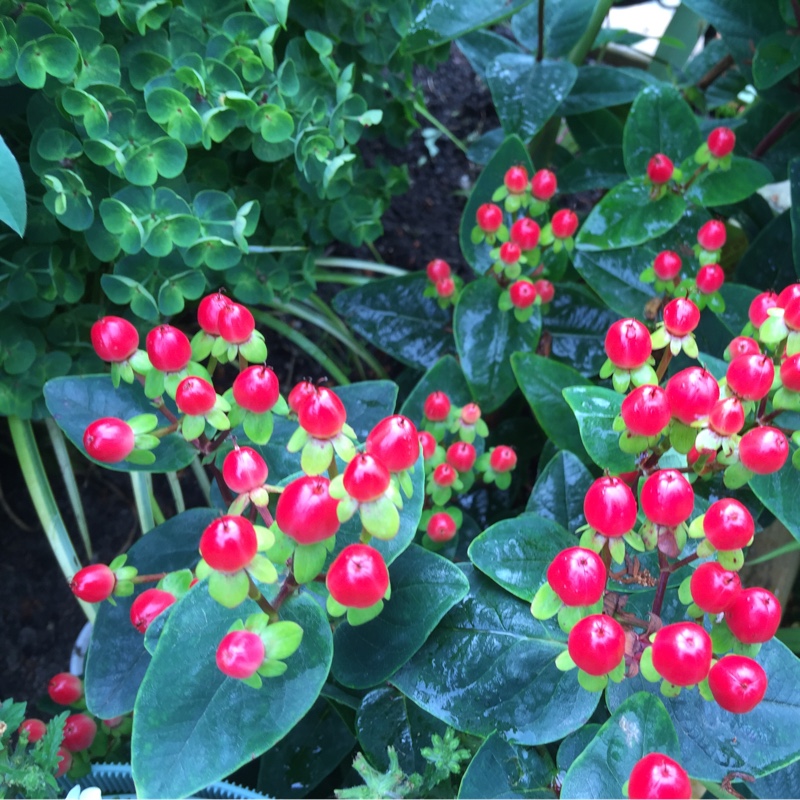 Caroline's garden