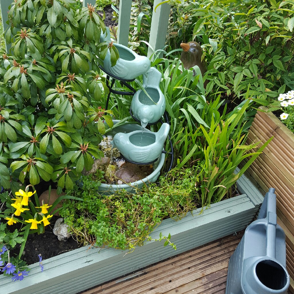 Carol's garden