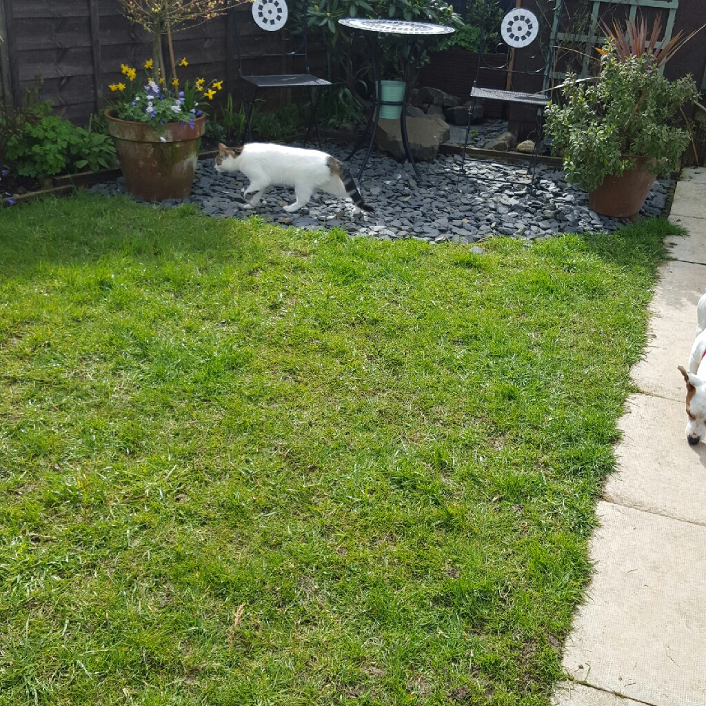 Carol's garden