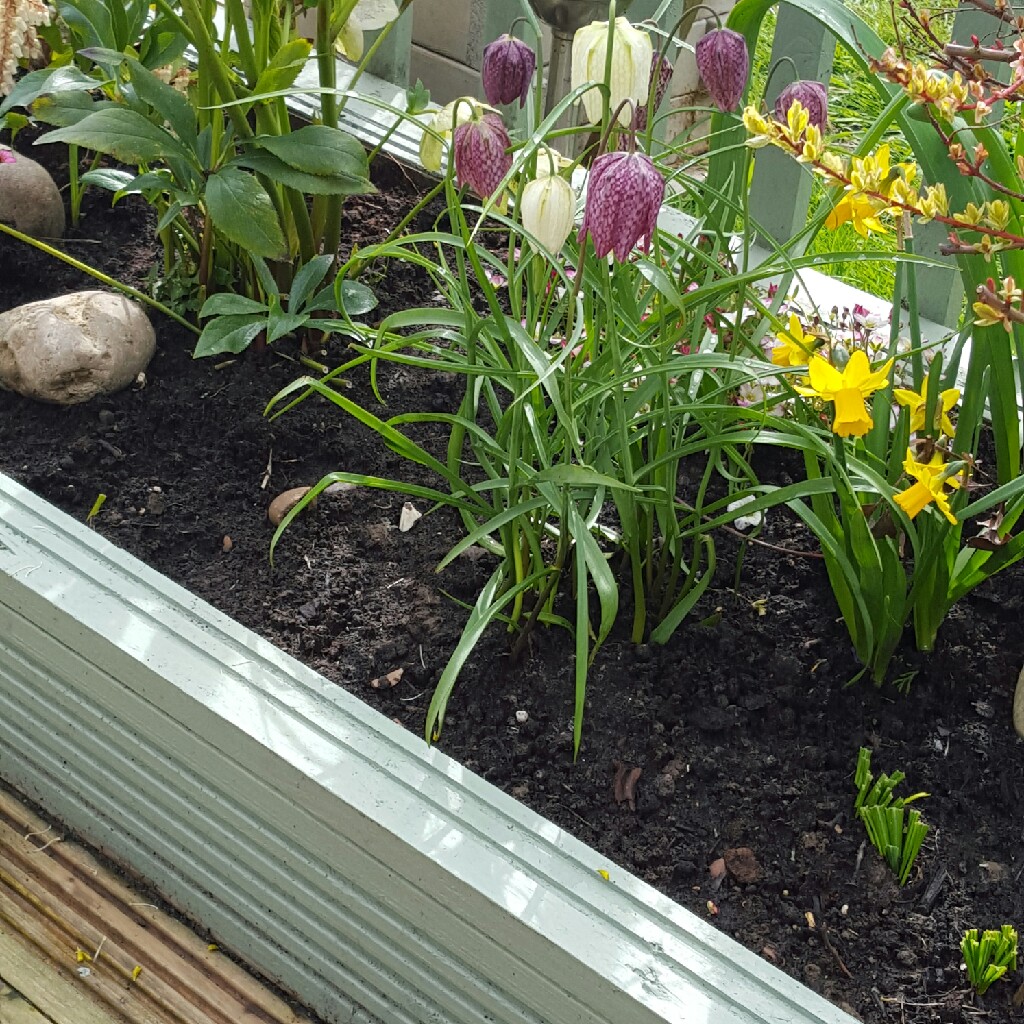 Carol's garden