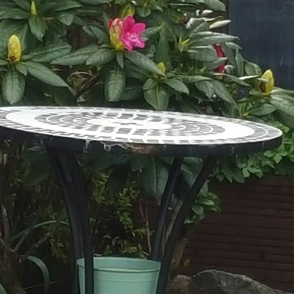 Carol's garden