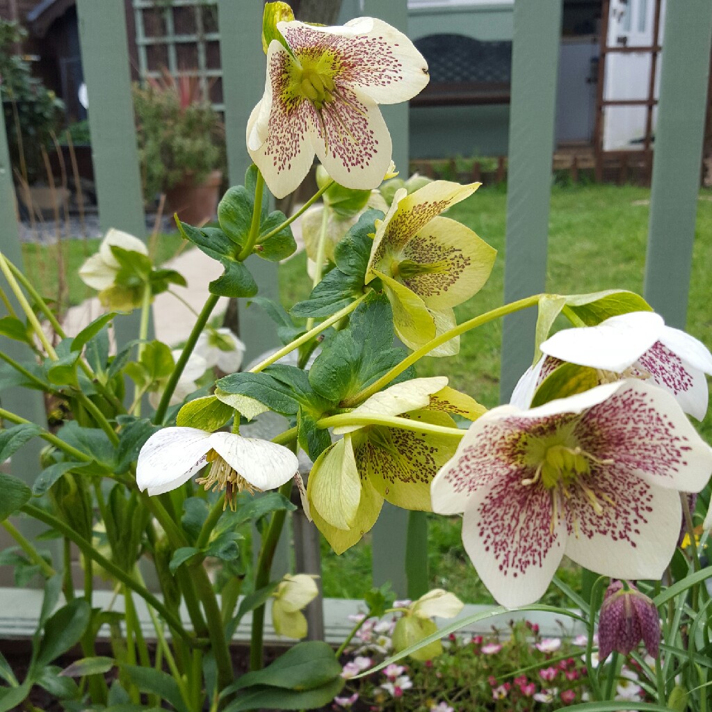 Carol's garden