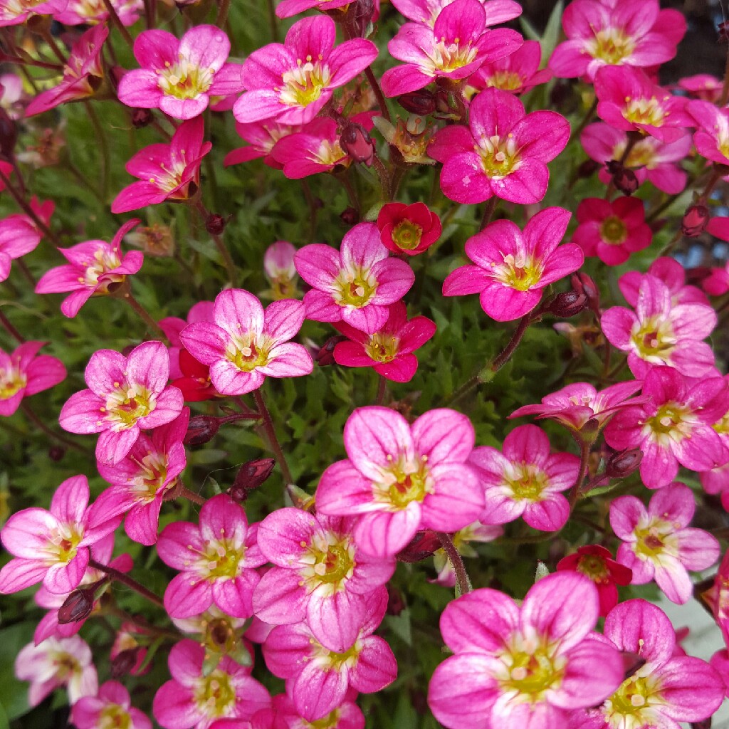 Carol's garden