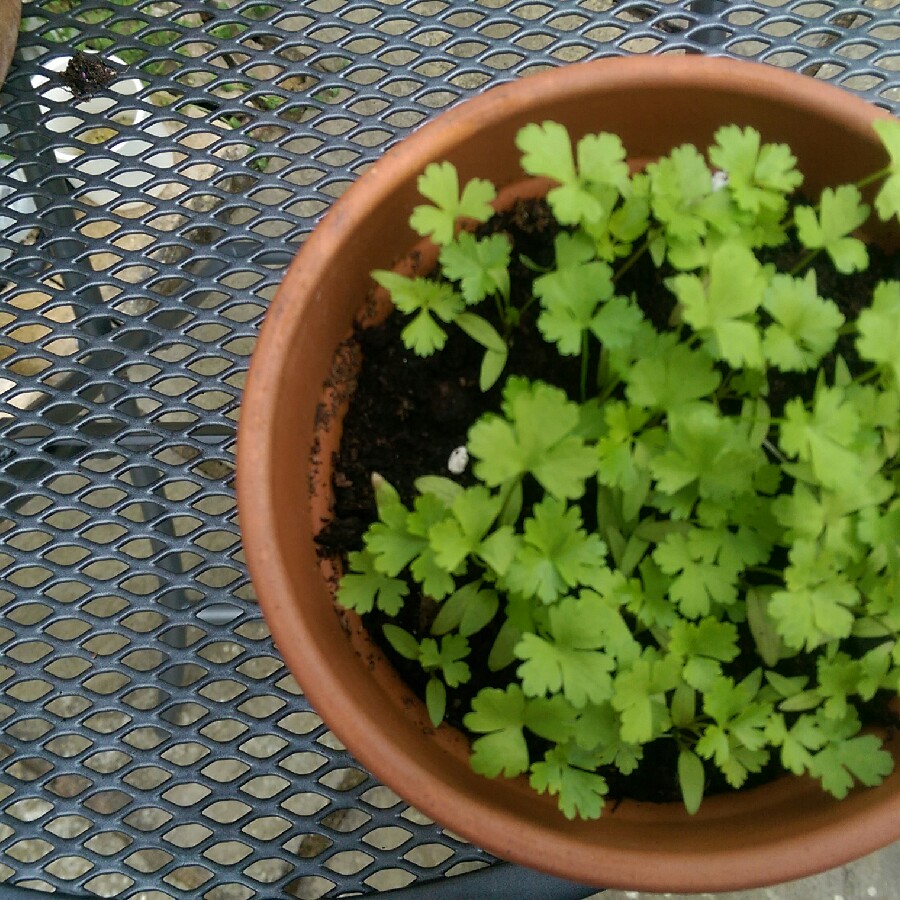 Parsley