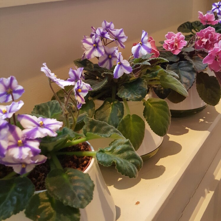 Streptocarpus sect. Saintpaulia  syn. Saintpaulia