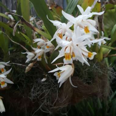 Coelogyne Cristata Orchid
