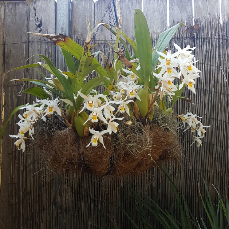 plant image 215856