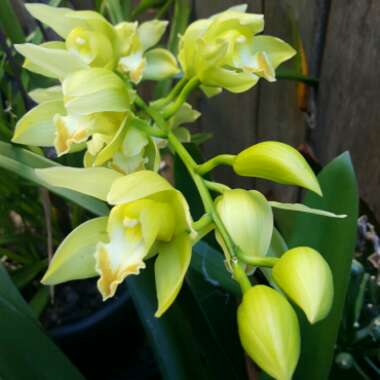 Cymbidium