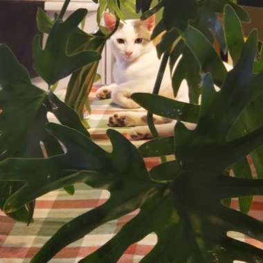 Tree Philodendron