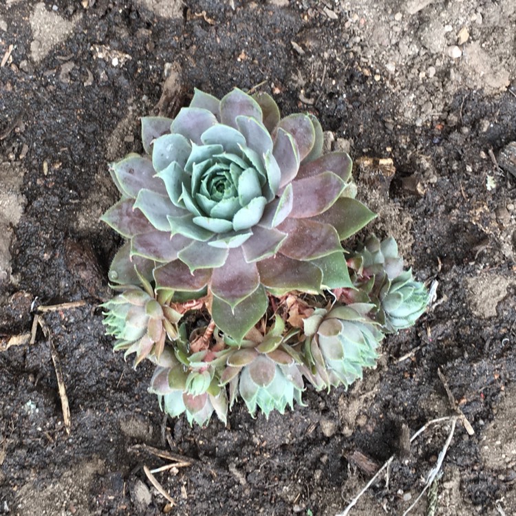 Plant image Sempervivum 'Purple Beauty'