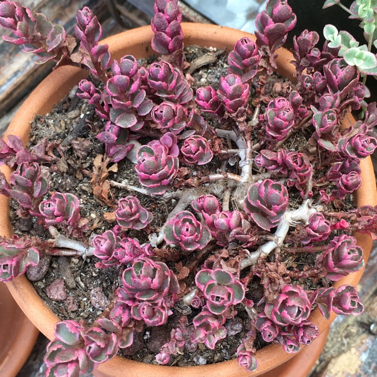 Plant image Sedum Spurium Tricolor