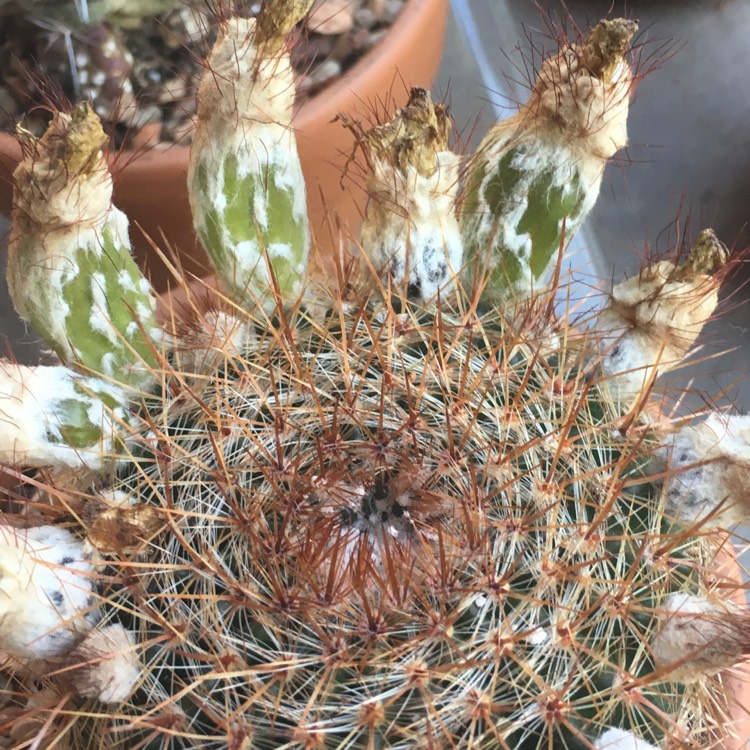 plant image 1121766