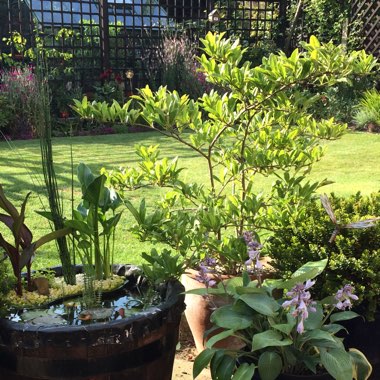 Carolyn's garden