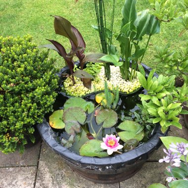 Carolyn's garden