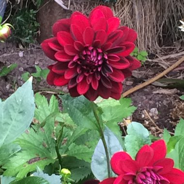 Carolyn's garden