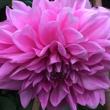 Carolyn's garden
