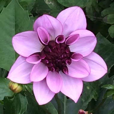 Carolyn's garden