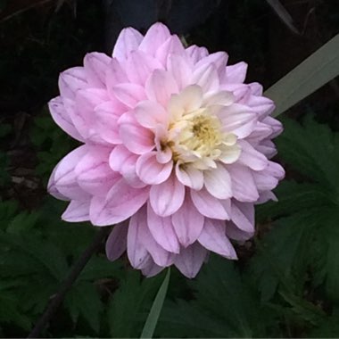 Carolyn's garden