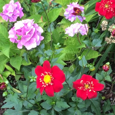 Carolyn's garden