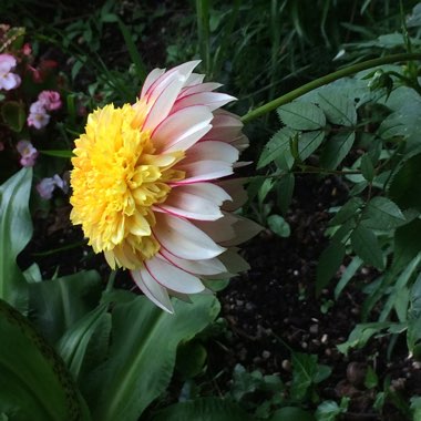 Carolyn's garden