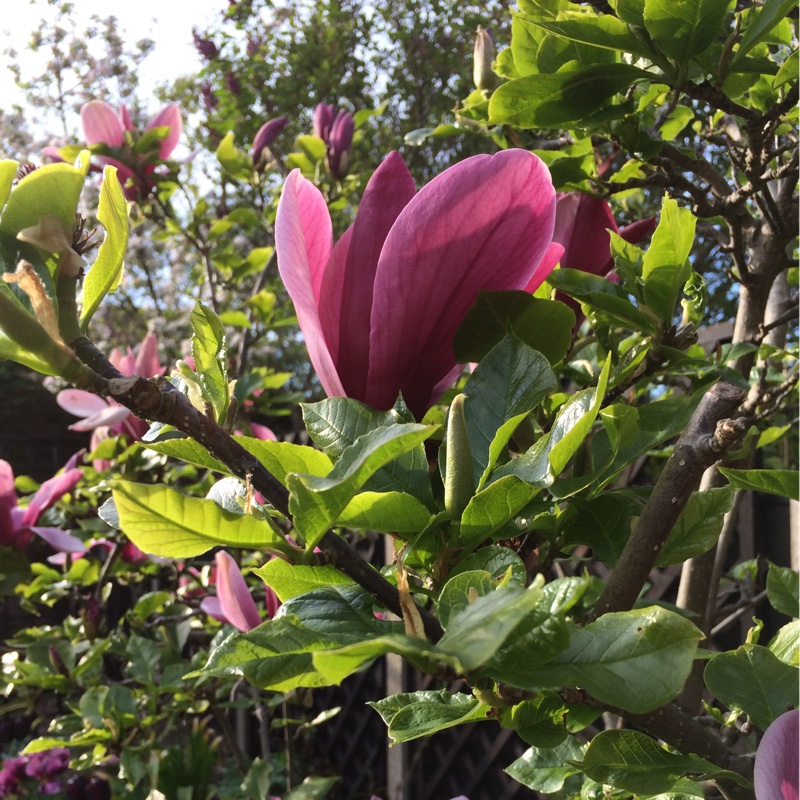 plant image 66945