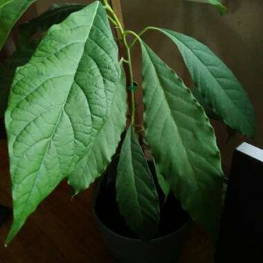 Persea americana  syn. Persea gratissima