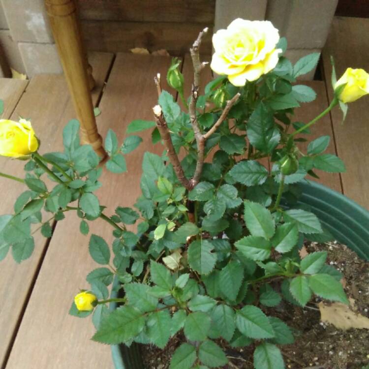 Plant image Rosa 'Lions-Rose'