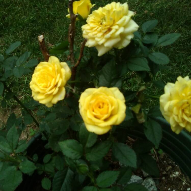 Plant image Rosa 'Lions-Rose'
