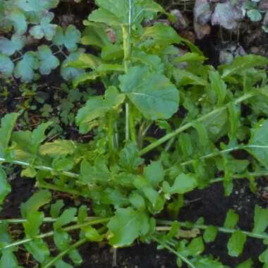 Eruca sativa