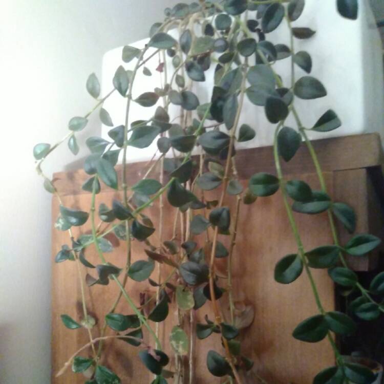 plant image 561854