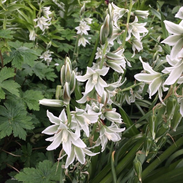 Plant image Ornithogalum nutans